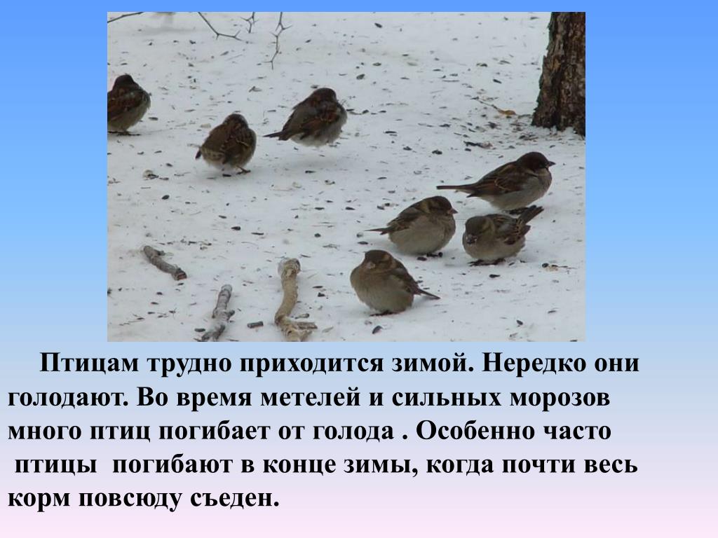 Как изменилось поведение птиц. Поведение зимующих птиц весной. Поведение птиц осенью и зимой. Как изменилось поведение птиц зимой. Поведение зимующих птиц зимой.