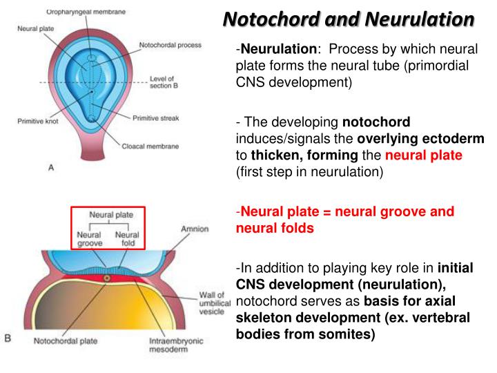 neural processes neural processes