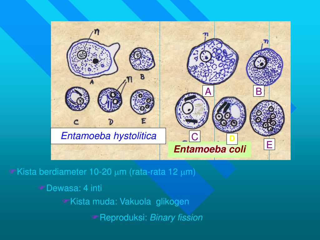 Entamoeba coli в кале. Цисты Entamoeba. Amoeba Entamoeba histolytica. Entamoeba coli строение. Entamoeba coli циста.