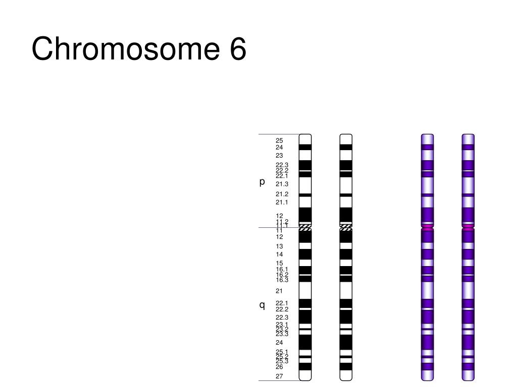X хромосома какие. Генетическая карта хромосом человека. Карта 3 хромосомы. 2. Что такое генетическая карта хромосомы?. Карта 13 хромосомы человека.
