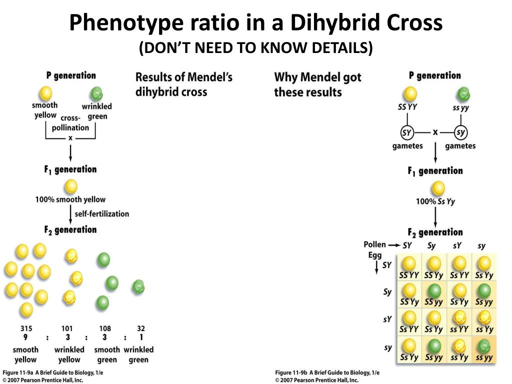 Phenotype ratio in a Dihybrid Cross(DON’T NEED TO KNOW.