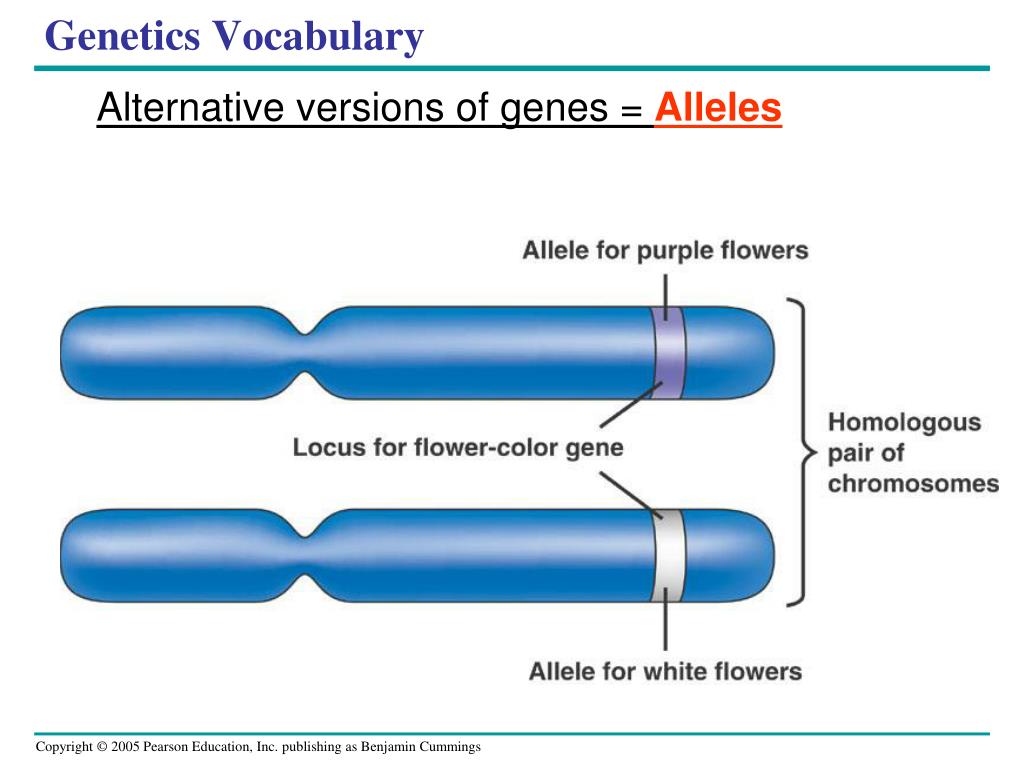 Алель это. Аллель. Ген Локус аллель. Локусы хромосом. Аллели в хромосомах.