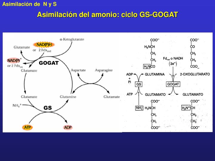 Mejor medicina para funciones del metabolismo