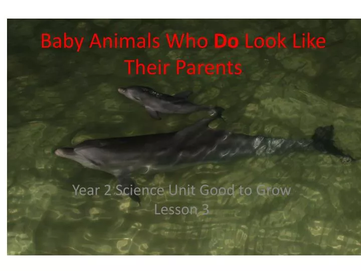 PPT - Baby Animals Who Do Look Like Their Parents PowerPoint Presentation -  ID:6541977