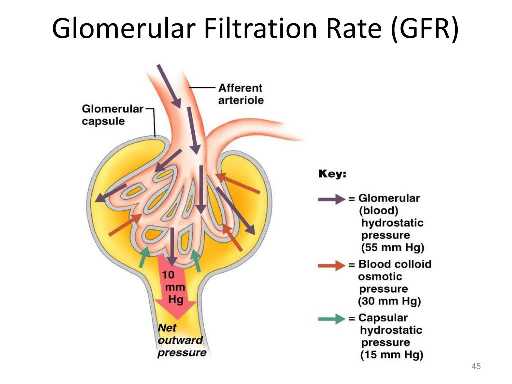 PPT - The Urinary System PowerPoint Presentation, free download - ID ...