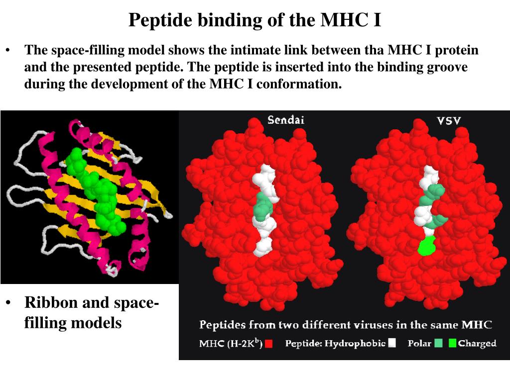 PPT Antigens, MHC proteins, antigen presentations PowerPoint Presentation ID6542449