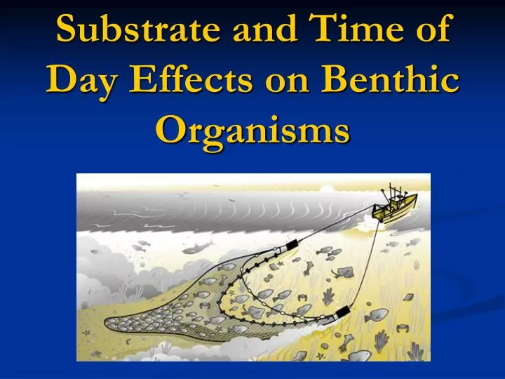 substrate and time of day effects on benthic organisms n.