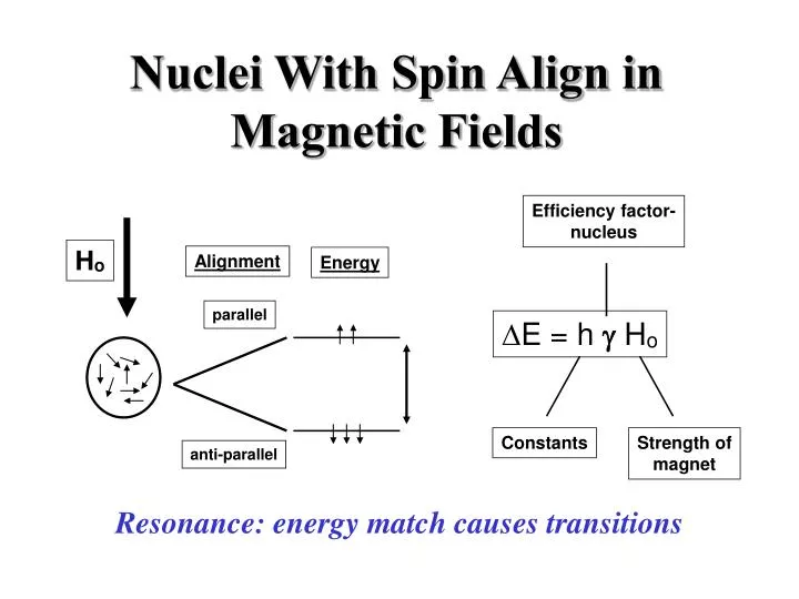PPT Nuclei With Spin Align in Fields PowerPoint Presentation