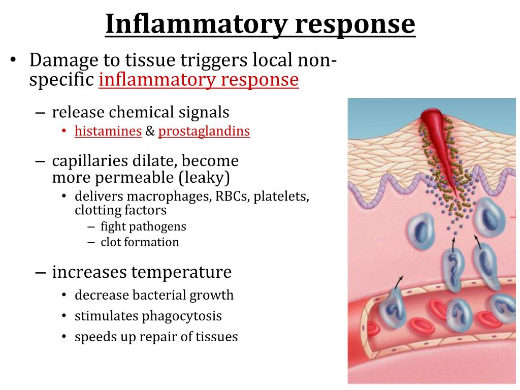 PPT  The Immune System PowerPoint Presentation, free download  ID6546163