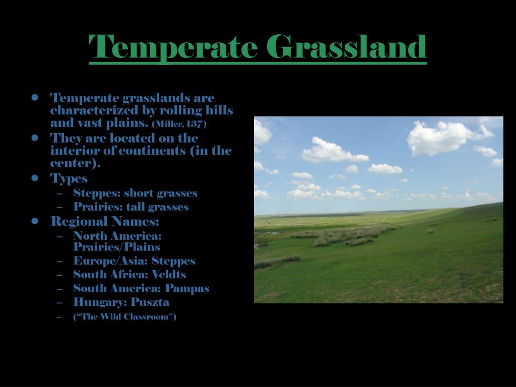 PPT Temperate Grassland PowerPoint Presentation, free download ID