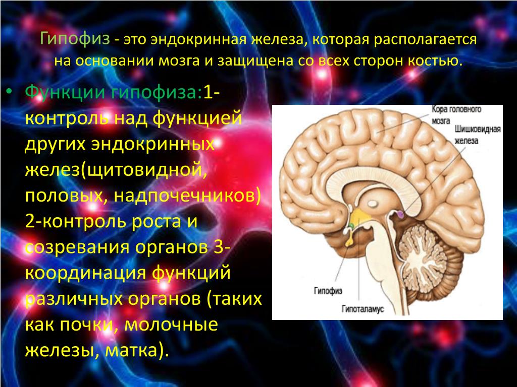 Гипофиз функции мозг
