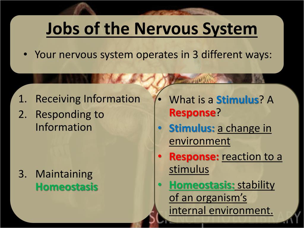 5 important jobs of the nervous system