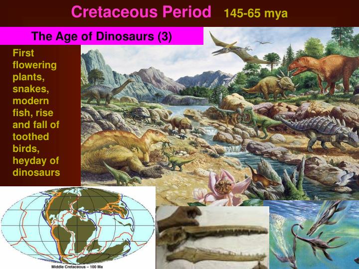 PPT - Paleontology Studying The Fossil Record PowerPoint Presentation ...