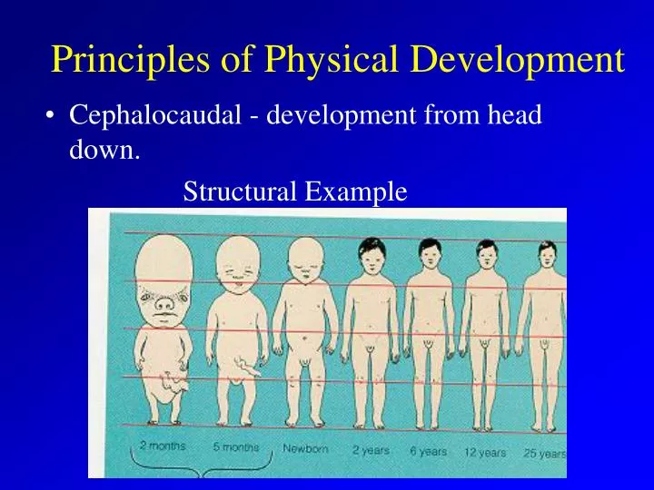 🌷 Cephalocaudal principle of development. Prenatal Development. 20190303