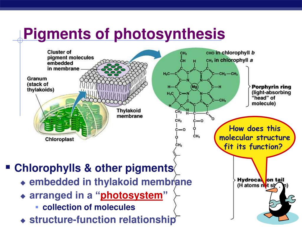 what is the definition of pigments in photosynthesis