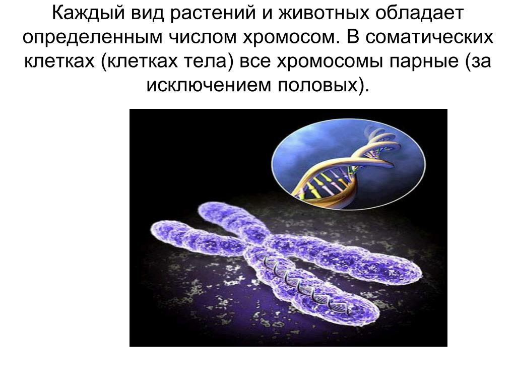 Хромосомы в растительной клетке. Хромосомы растений. Хромосомы у животных. Хромосомы у животных и растений.