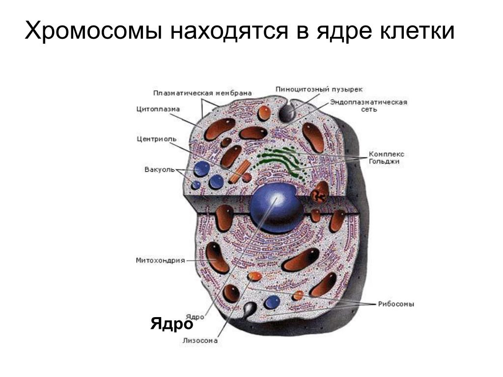Эукариотическая клетка плазматическая мембрана. Клетка животного эукариот. Строение животной клетки эукариот. Строение живой клетки. Клеточное строение организмов.