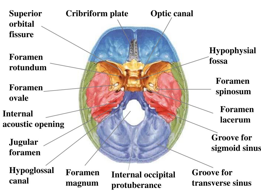 Internal open. Форамен спинозум. Foramina Ovalia. Foramen lacerum анатомия.