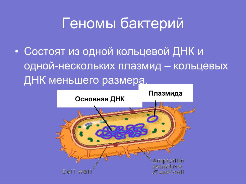 Плазмида кольцевая днк