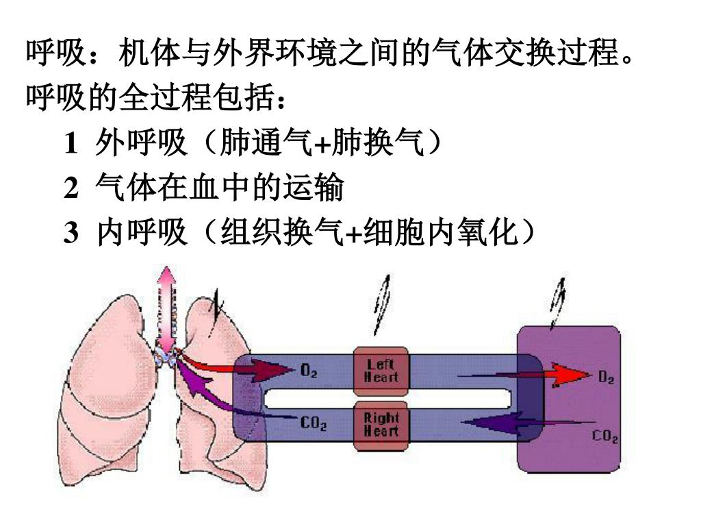Ppt 第五章呼吸系统respiration Powerpoint Presentation Free Download Id