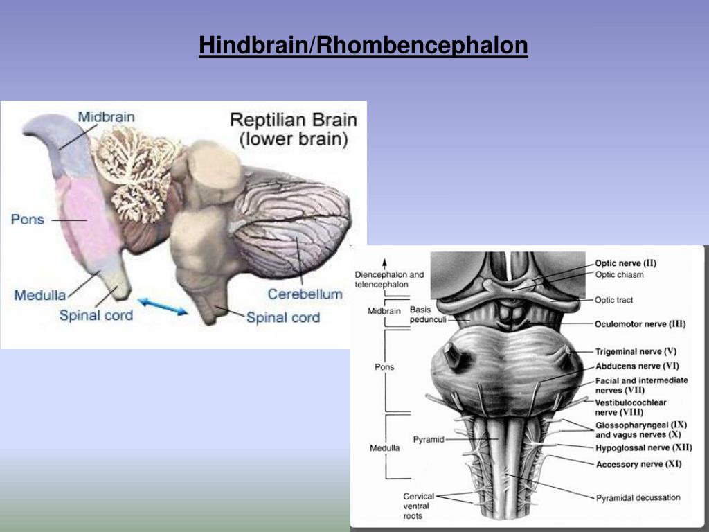 PPT Incredible Nervous System PowerPoint Presentation Free Download PPT Incredible Nervous System PowerPoint Presentation Free Download