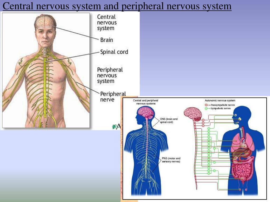 incredible journey into the nervous system