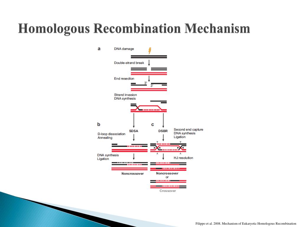 Homologous Recombination PowerPoint Presentation free download Biology Diagrams