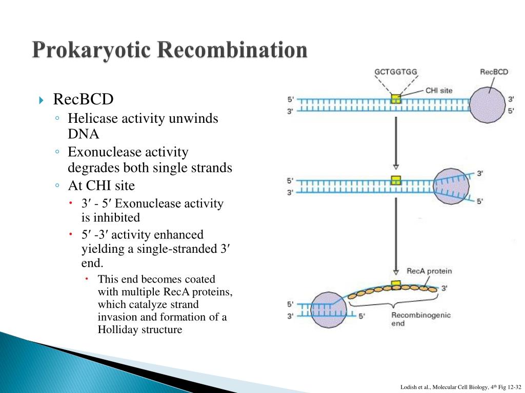 Homologous Recombination PowerPoint Presentation, free download ... Biology Diagrams