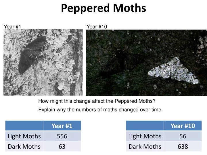 peppered moths n.