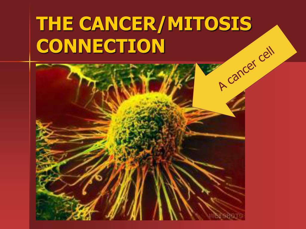 THE CANCER/MITOSIS CONNECTION PowerPoint Presentation, free ... Biology Diagrams