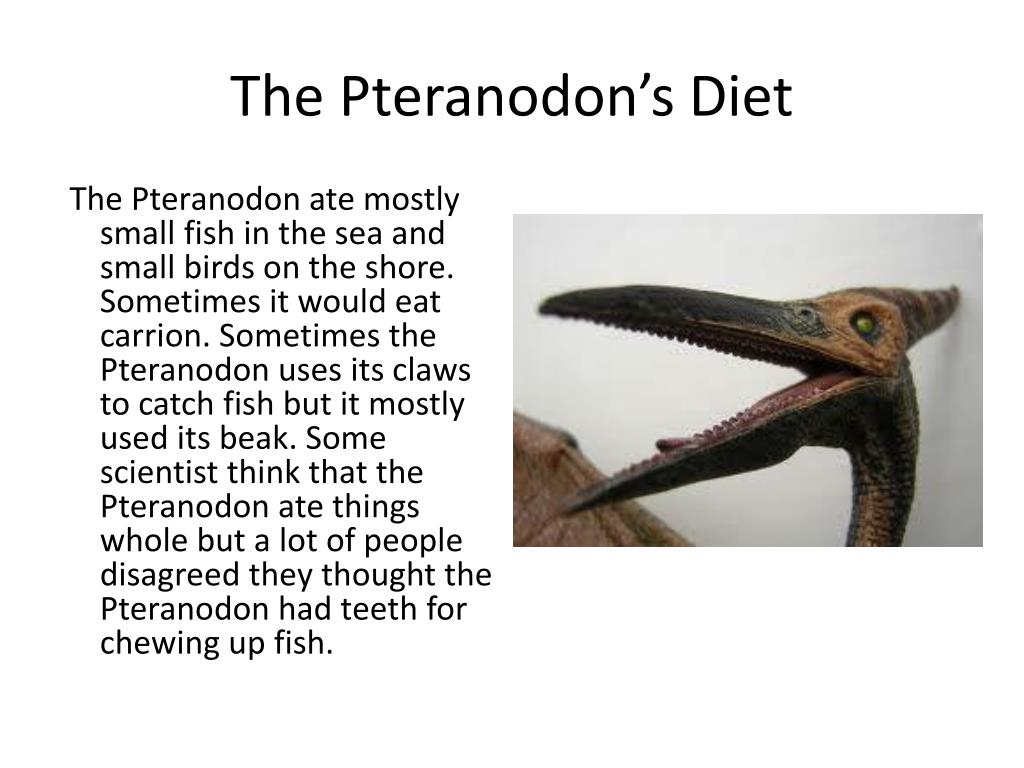 Жила на свете птеранодон
