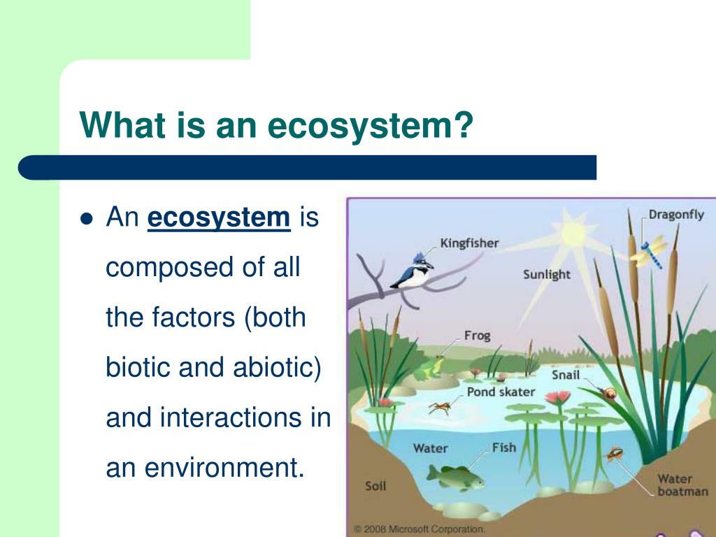 powerpoint presentation of ecosystem