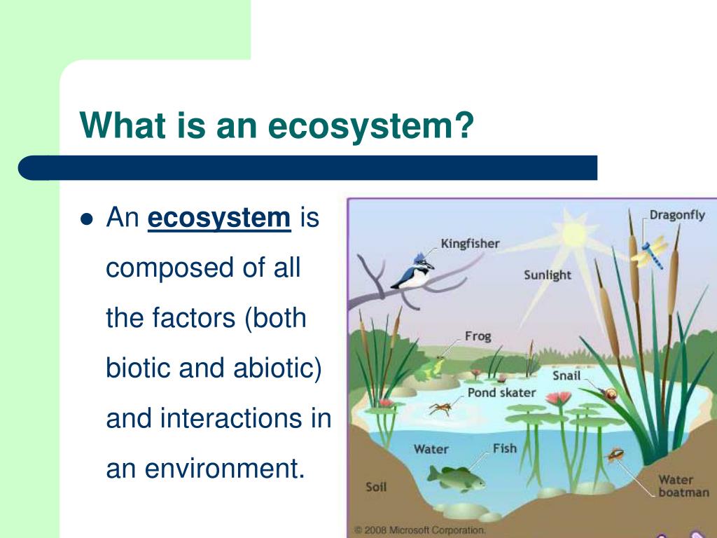 presentation of ecosystem