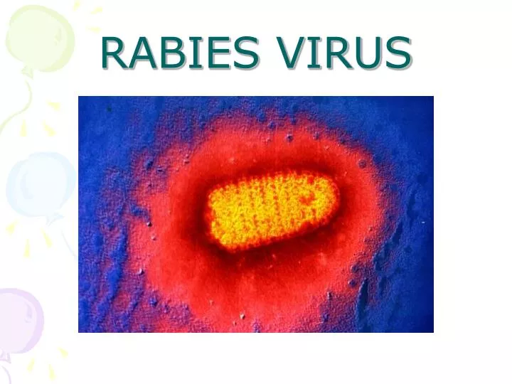 PPT RABIES VIRUS PowerPoint Presentation, free download ID6565347