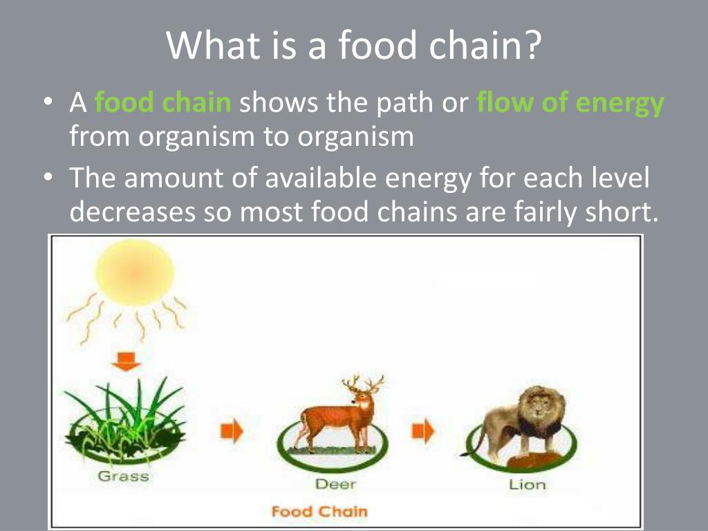 Food Chains and Food Webs PowerPoint Presentation, free download ... Biology Diagrams