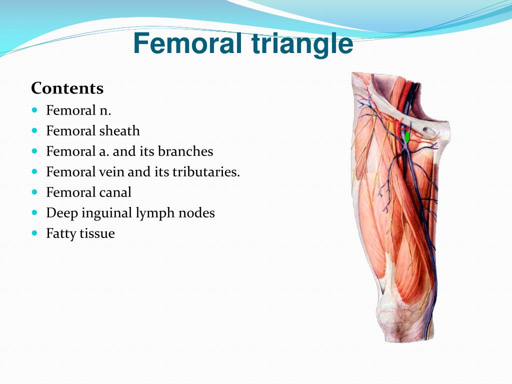 Boundaries Of Femoral Canal