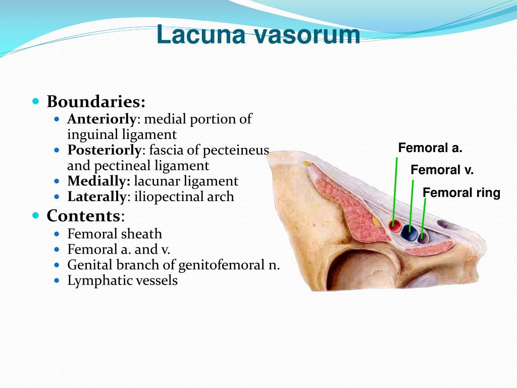 Lacuna Vasorum