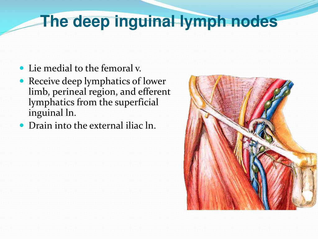 Lymph Nodes Inguinal Region
