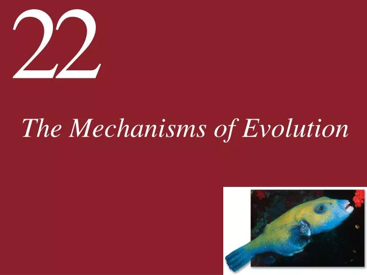 the mechanisms of evolution n.