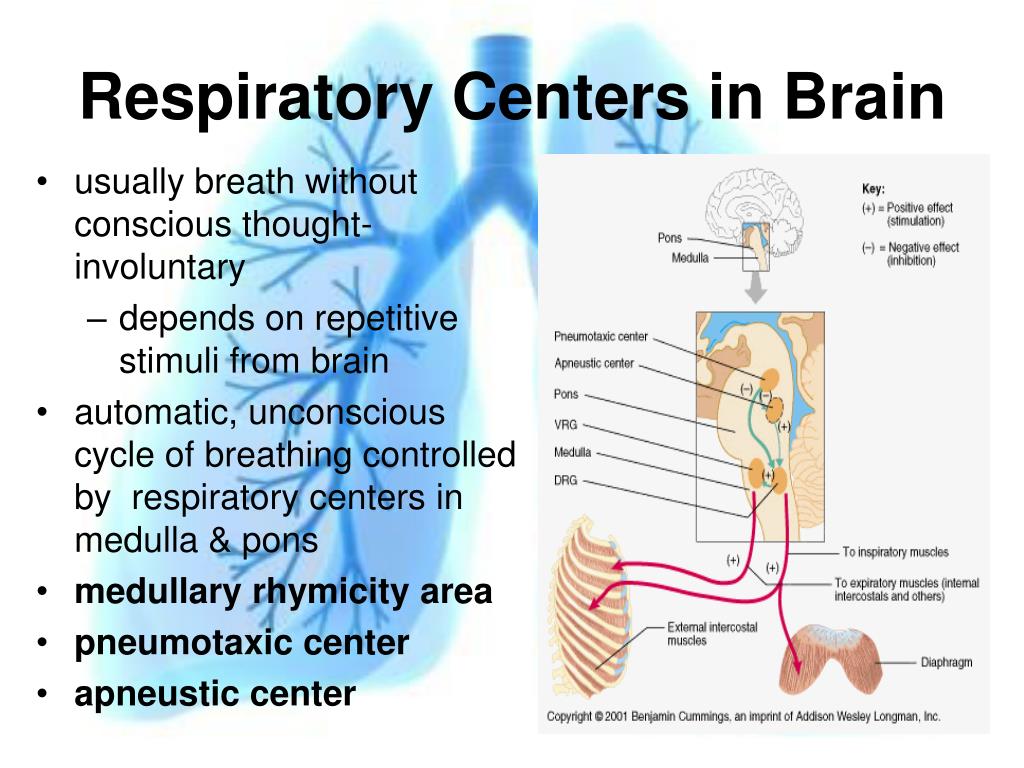 sleep control center brain location