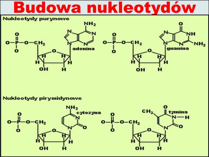 PPT - Genetyka ogólna Biosynteza białka (transkrypcja i translacja