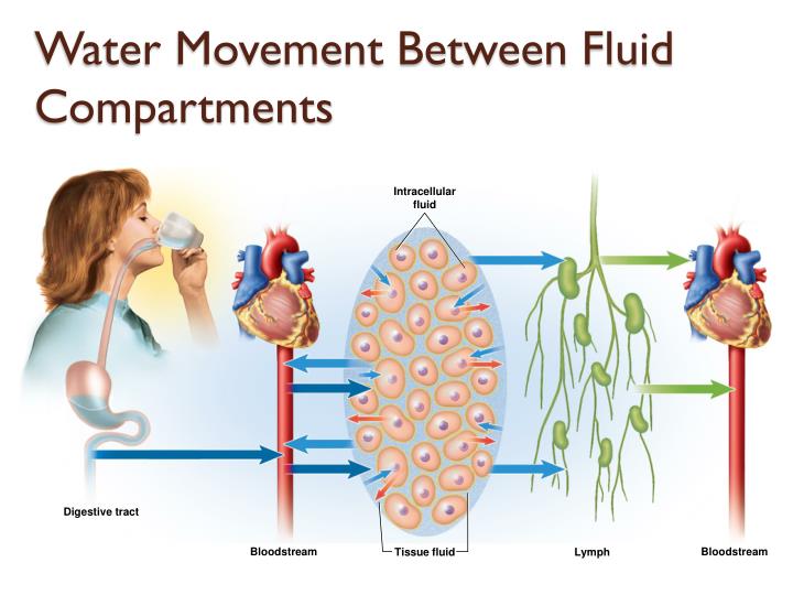 intracellular fluid intracellular fluid