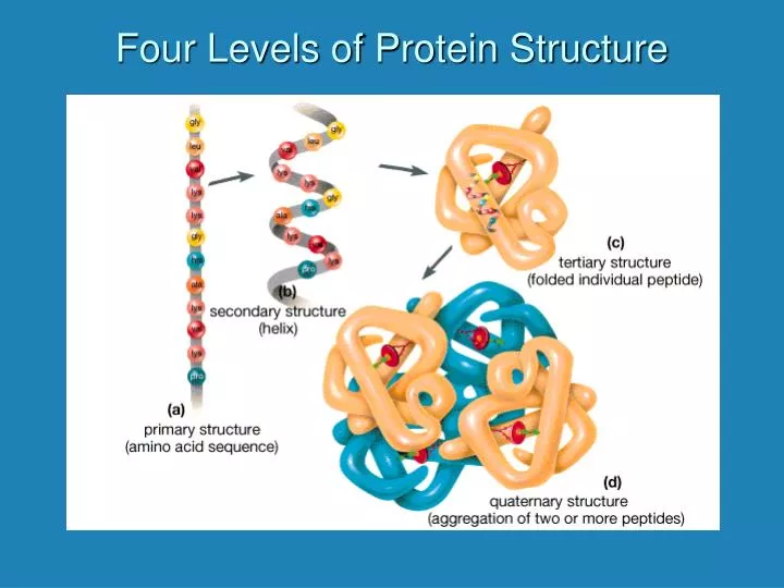 PPT Four Levels of Protein Structure PowerPoint