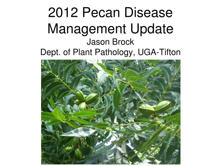PPT 2012 Pecan Disease Management Update Jason Brock