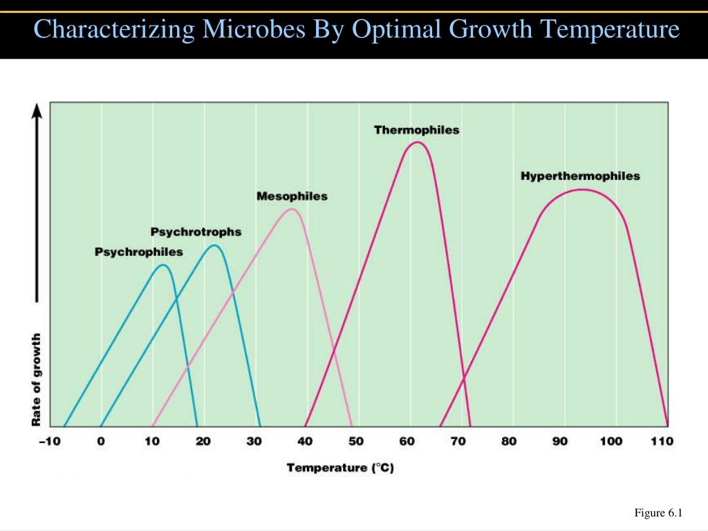 PPT - Microbial Growth PowerPoint Presentation, free download - ID:6569462