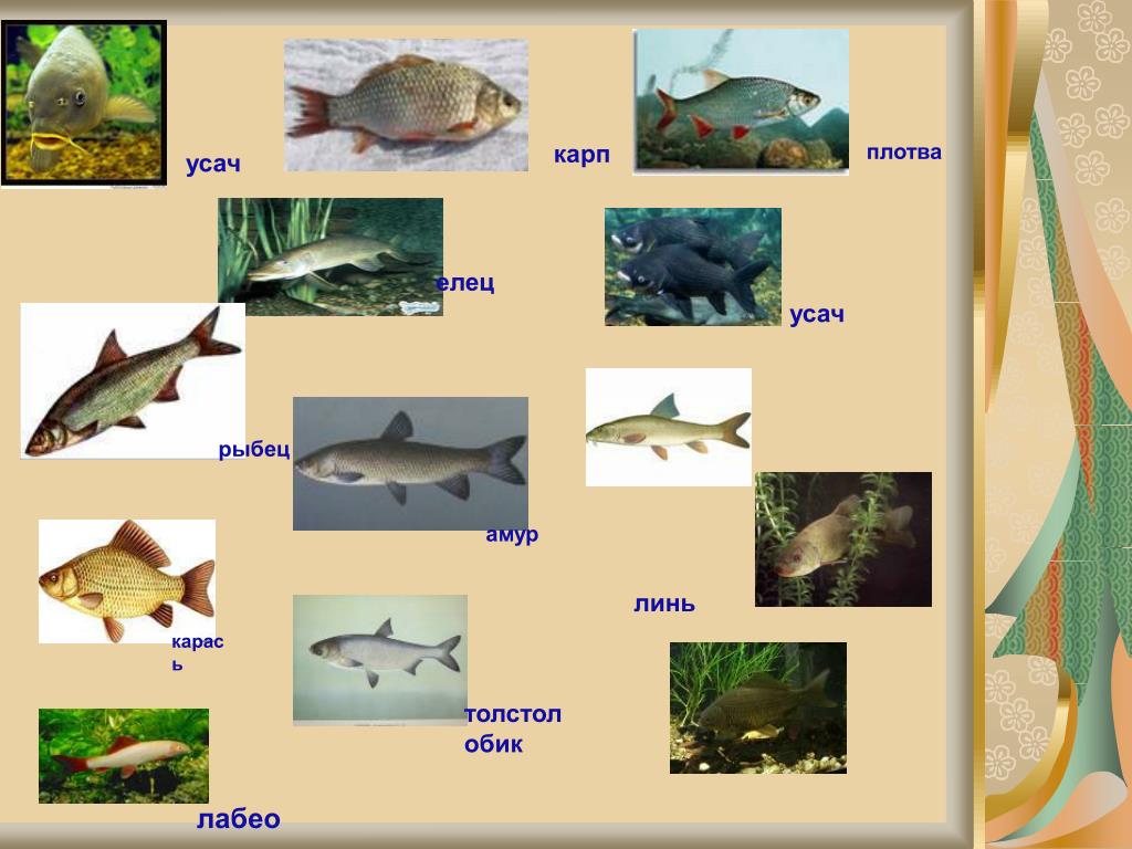 Рыбы примеры 3 класс. Представители рыб. Классификация рыб. Класс рыбы представители. Классификация рыб по отрядам.