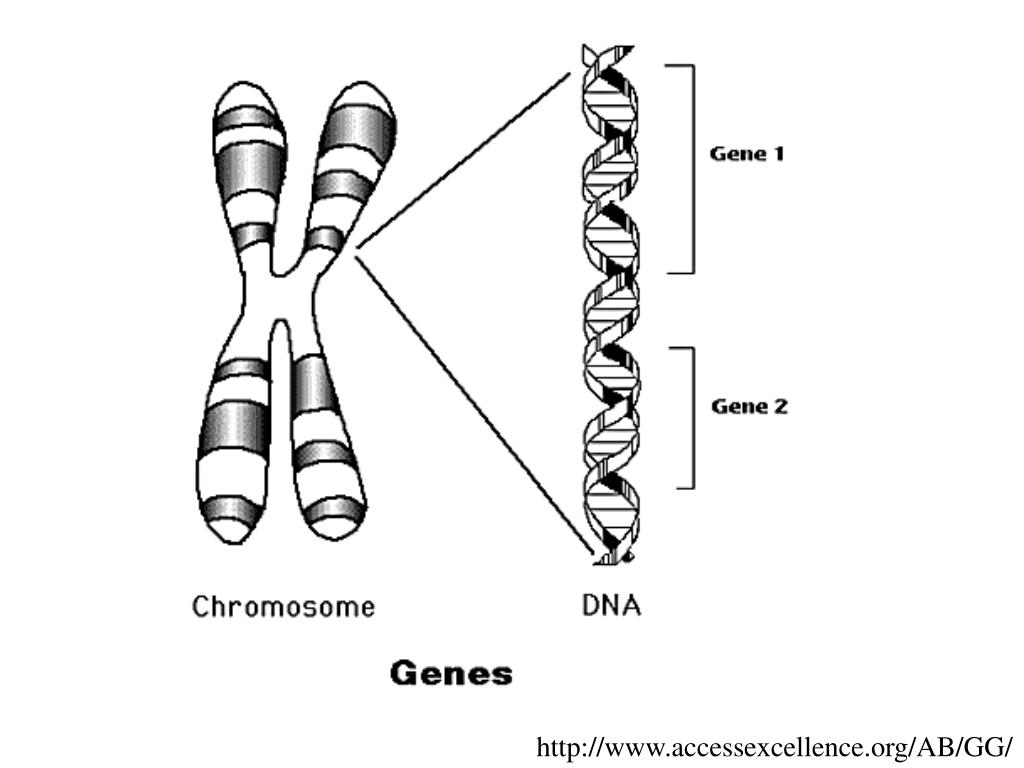 Кольцевая 4 хромосома. Гены хромосомы геном. Строение ДНК хромосомы гены. Хромосома ДНК ген схема. Хромосомы схематично.