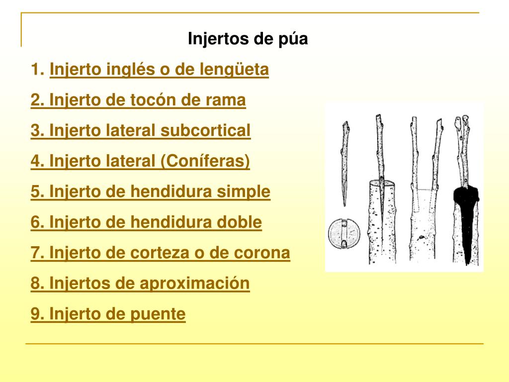 PPT - Tipos de injertos PowerPoint Presentation, free download - ID:6570528