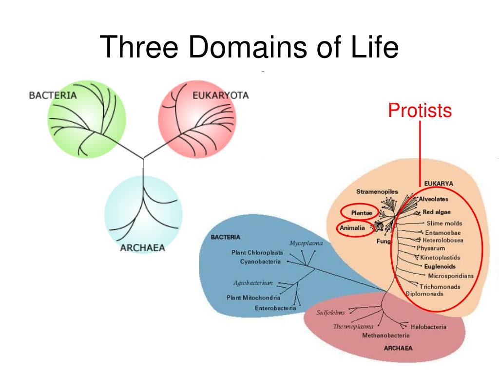 PPT Three Domains Of Life PowerPoint Presentation Free Download ID ppt-three-domains-of-life-powerpoint-presentation-free-download-id