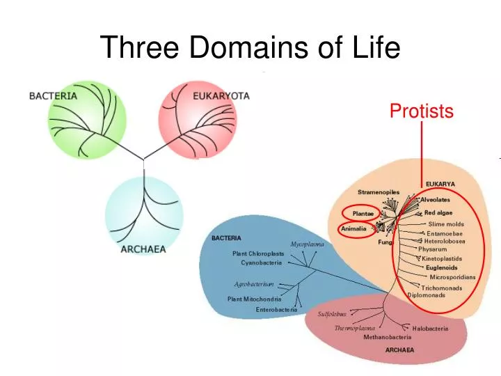 three domain system of classification pdf
